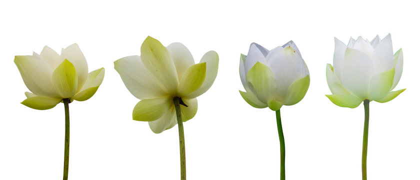 Collection of Isolated White lotus on a white background , A beautiful White lotus from Thailand