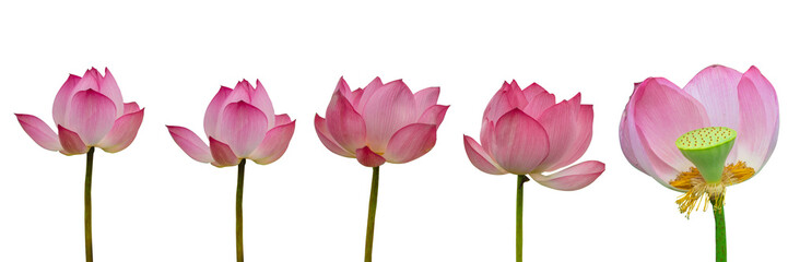 Collection of Isolated pink lotus on a white background , A beautiful pink lotus from Thailand