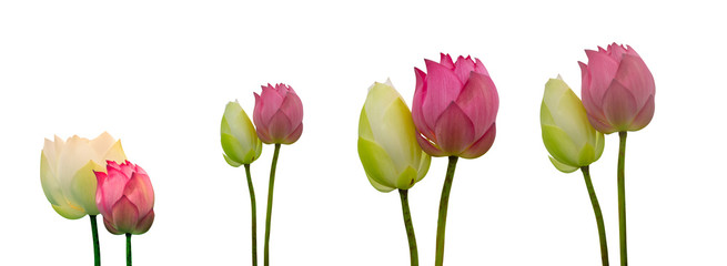 Collection of Isolated pink lotus and White lotus  on a white background , A beautiful pink lotus and White lotus from Thailand