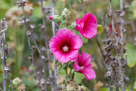 Rose tr&eacute;mi&egrave;re