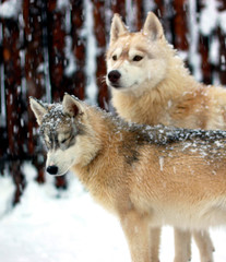 wolf, animal, winter, snow, wild, wildlife, mammal, nature, predator, dog, gray