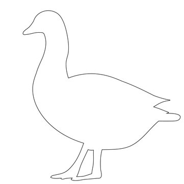 contour duck, goose on white background