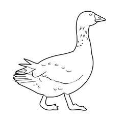  white background sketch of goose, bird duck