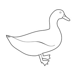 isolated on white background sketch of goose, bird duck