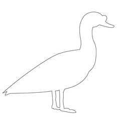 contour of duck bird, goose
