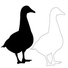  isolated on a white background silhouette goose, duck, bird