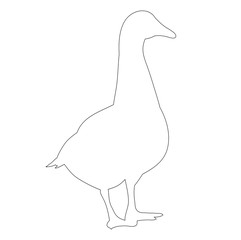 contour duck, goose on white background