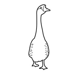 vector, isolated, sketch of goose, isolated on white background
