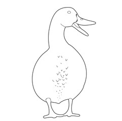 sketch duck, bird, isolated on white background