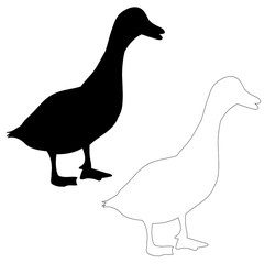 vector, isolated on a white background silhouette goose, duck, bird