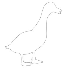 isolated contour duck, goose on white background