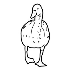 vector, sketch duck, bird on white background