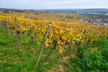 Blick in den herbstlich gefärbten Rheingau