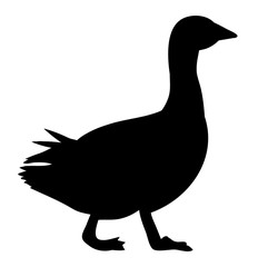 isolated on a white background silhouette duck