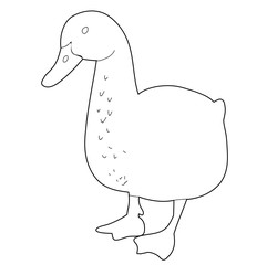 vector, isolated, sketch duck, bird, isolated on white background