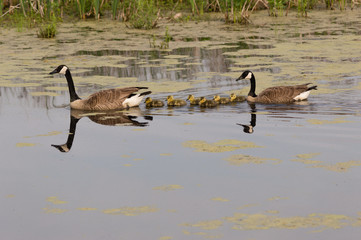 A Pair of Geese with Young Goslings