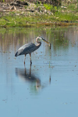 Great Blue Heron and Eating a Catfish