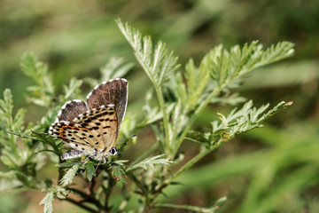 butterfly on a green branch close-up, macro