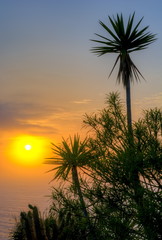 Palm silhouettes at sunset, Puerto de la Cruz, Tenerife, Canary islands, Spain