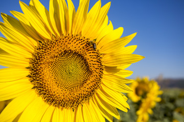 Sunflower fields