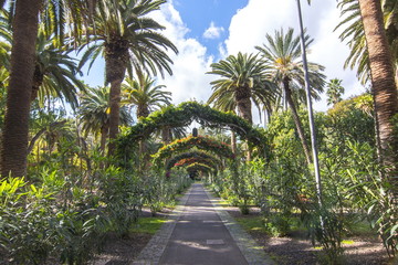 Fototapeta na wymiar Park Garcia Sanabria, Santa Cruz, Tenerife, Canary islands, Spain