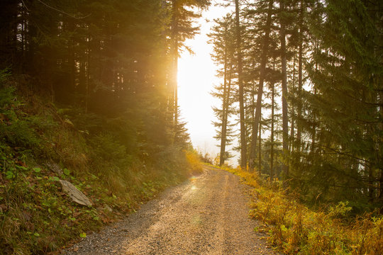 Weg im Wald richtung Sonne
