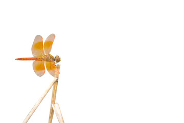 Isolated orange dragonfly on a branch on a white background