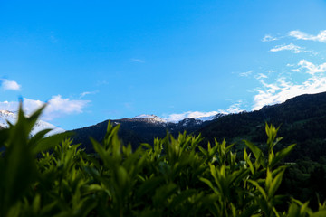 Vebier - switzerland