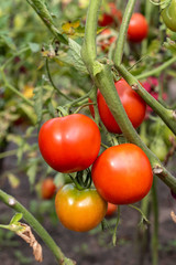 Tomatoes growing on branch in garden.