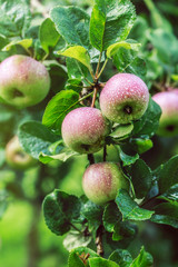 Apple tree. Apples on the tree