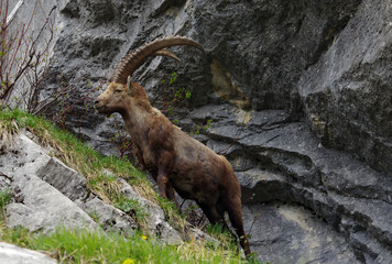 Un bouquetin mâle avec de grandes cornes dans les Alpes en France