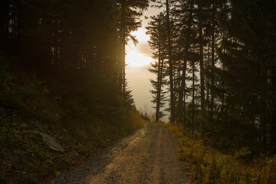 Weg im Wald richtung Sonne