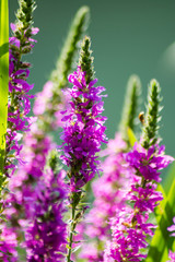 Pink lavender with green background