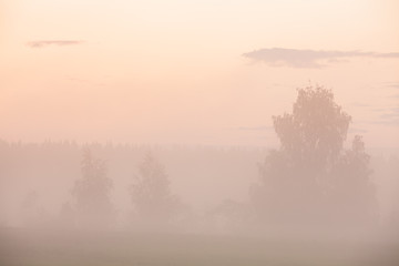 Obraz na płótnie Canvas Misty meadow landscape at dawn
