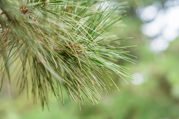 Local close-up of pine and cypress branches and leaves