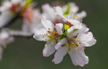 Almond flowers with sunlight ( prunus dulcis) 
