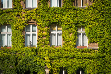 old building facade overgrown with ivy plant  -