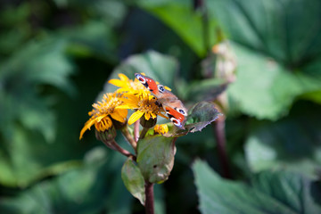 Peacock butterfly on yellow flower in garden at sunny day