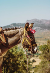 donkey