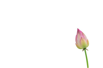 Isolated  pink lotus bud on a white background , A beautiful  pink lotus bud from Thailand
