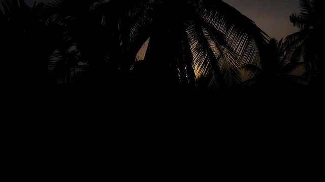 An amazing view of sunset through coconut and arecanut trees.