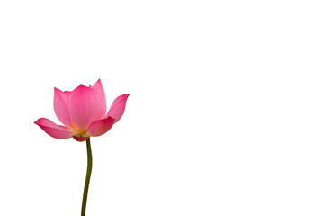 Isolated  pink lotus on a white background , A beautiful  pink lotus from Thailand