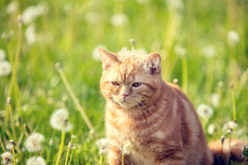 Naklejka na ściany i meble Portrait of a little kitten lying on the dandelion field. Cat enjoying spring