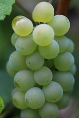 Detailaufnahme einer Traube der uralten und fast ausgestorbenen Rebsorte weißer Heunisch