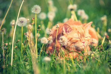 Portrait of a little kitten lying on the dandelion field. Cat enjoying spring