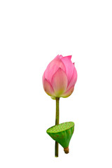 Obraz premium Isolated pink lotus and Pods of Lotus on a white background