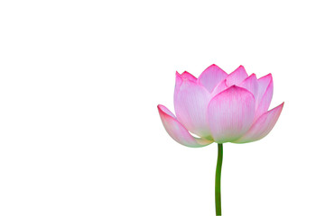 Fototapeta premium Isolated pink lotus on a white background , A beautiful pink lotus from Thailand