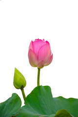 Isolated  pink lotus and Lotus leaf on a white background , A beautiful  pink lotus and Lotus leaf from Thailand