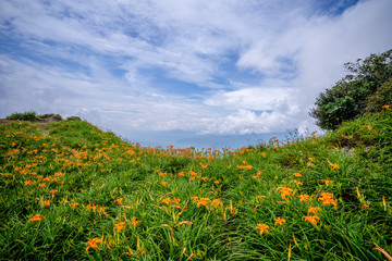 the daylily hillside at Lioushihdan mountain(Sixty Rock Mountain), Hualien East Rift Valley of Taiwan