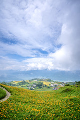 Obraz premium the daylily hillside at Lioushihdan mountain(Sixty Rock Mountain), Hualien East Rift Valley of Taiwan